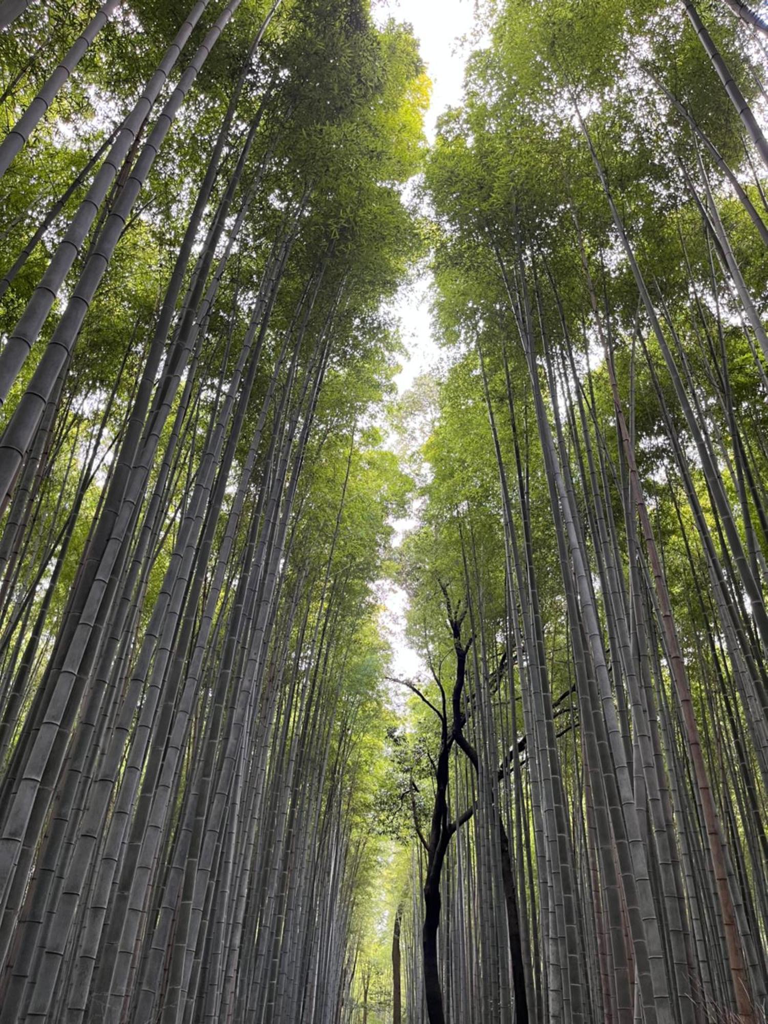 嵐山 天龍の宿 駐車無料 一棟貸切 最大5人 Dragon Legend Arashiyama Central Private Rare Modern Villa Free Parking Max 5Ppl Shimo-saga Dış mekan fotoğraf
