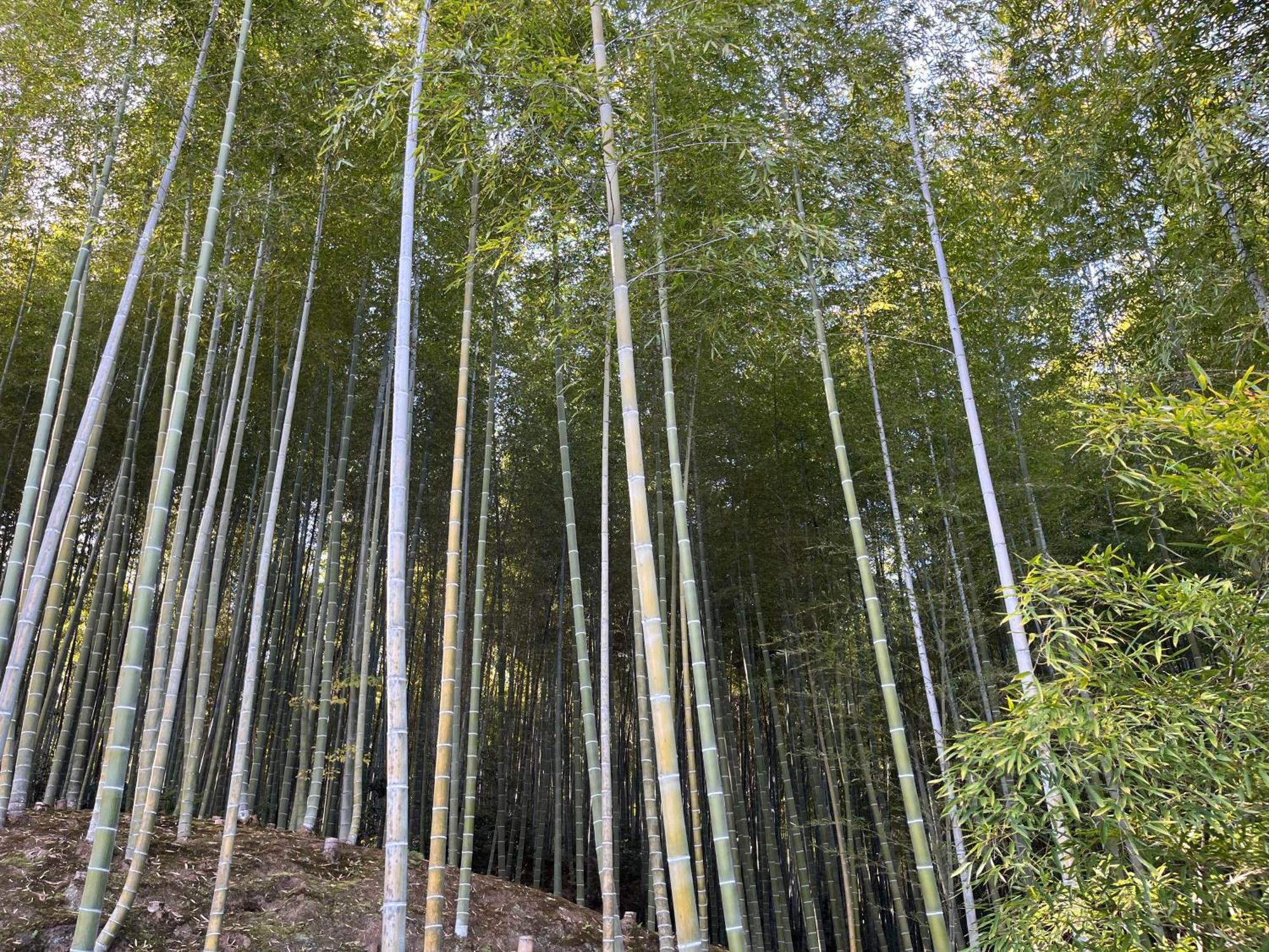 嵐山 天龍の宿 駐車無料 一棟貸切 最大5人 Dragon Legend Arashiyama Central Private Rare Modern Villa Free Parking Max 5Ppl Shimo-saga Dış mekan fotoğraf