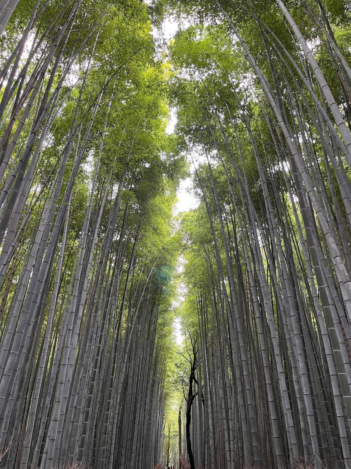 嵐山 天龍の宿 駐車無料 一棟貸切 最大5人 Dragon Legend Arashiyama Central Private Rare Modern Villa Free Parking Max 5Ppl Shimo-saga Dış mekan fotoğraf